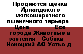 Продаются щенки Ирландского мягкошерстного пшеничного терьера › Цена ­ 30 000 - Все города Животные и растения » Собаки   . Ненецкий АО,Устье д.